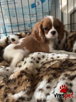 Ράτσα: Σπάνιελ Βασιλιά Καρόλου Καφέ - King Charles Spaniel | Ηλικία: 2,5 μηνών | Φύλο: Αρσενικό | Αρ. Microchip: 985113009732721 | Ιδιώτης | Εκπαιδευμένο | Pedigree | Περιοχή: Αθήνα, Αττική